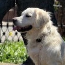 Paloma, a cream golden retriever, smiling in the sun.